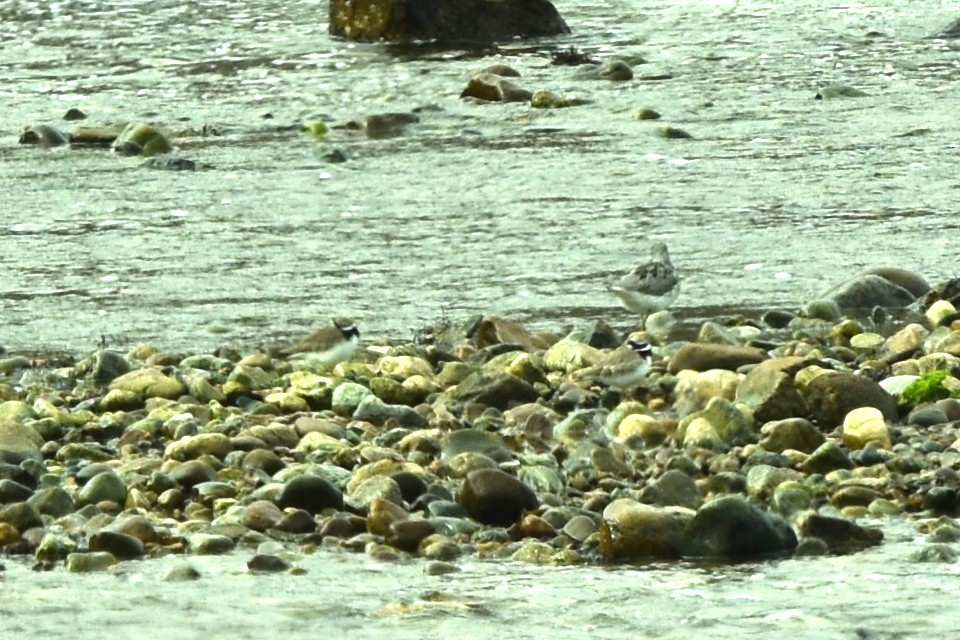 Common Ringed Plover - ML322582881