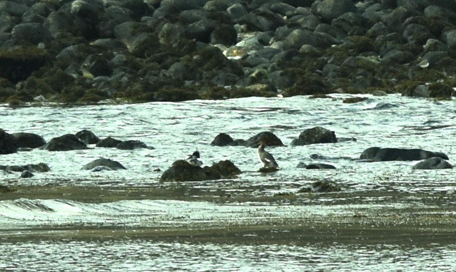 Red-breasted Merganser - ML322583191