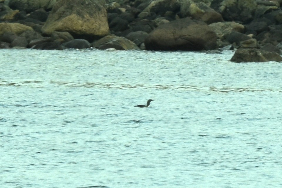 Red-throated Loon - ML322583411