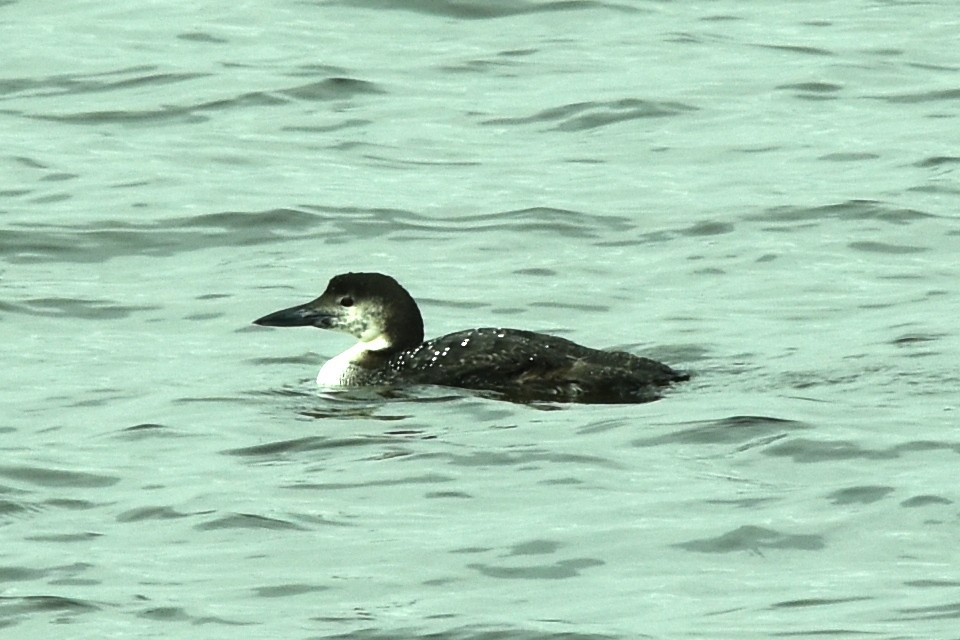 Common Loon - Blair Whyte