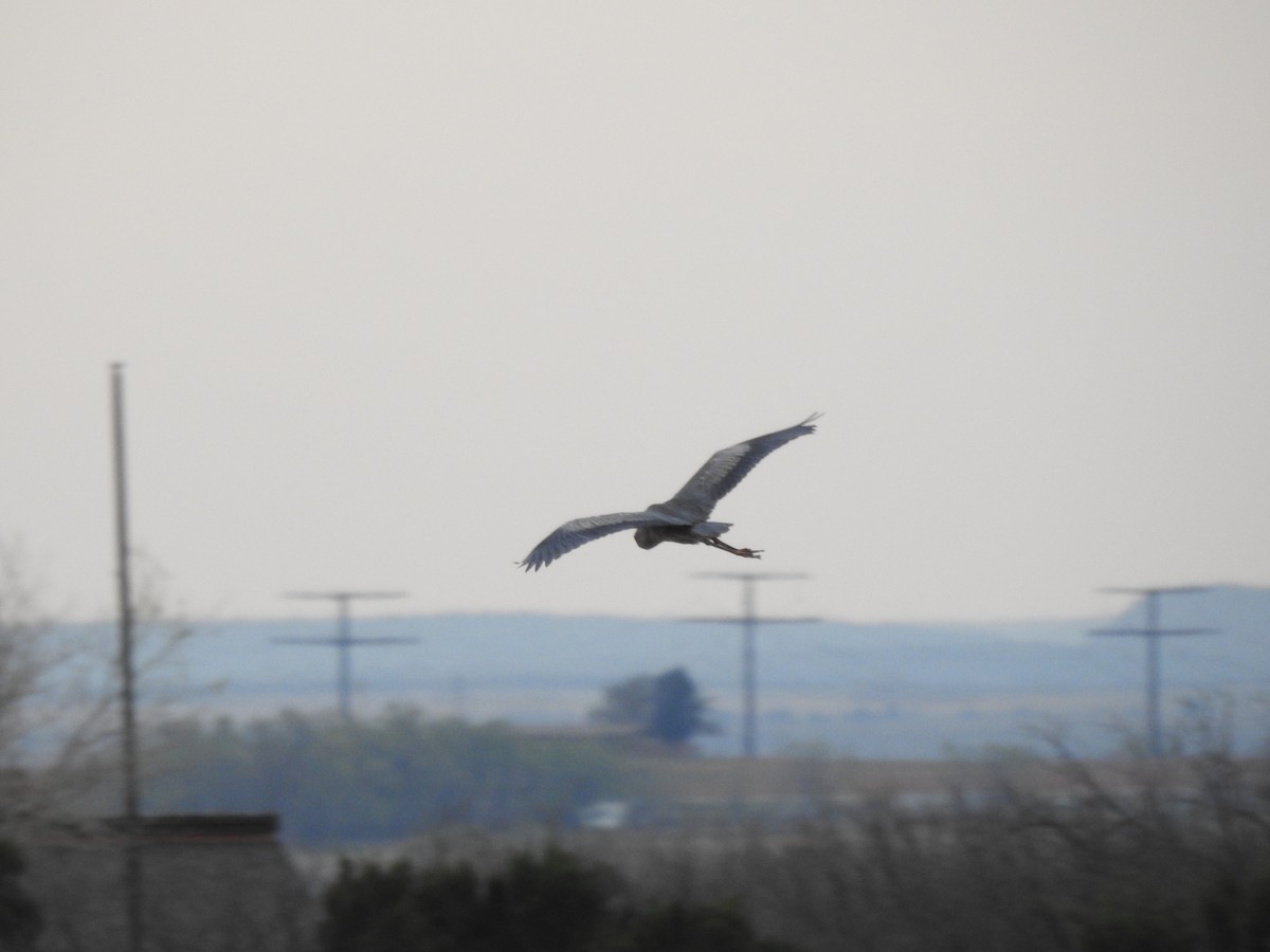 Great Blue Heron - ML322583611