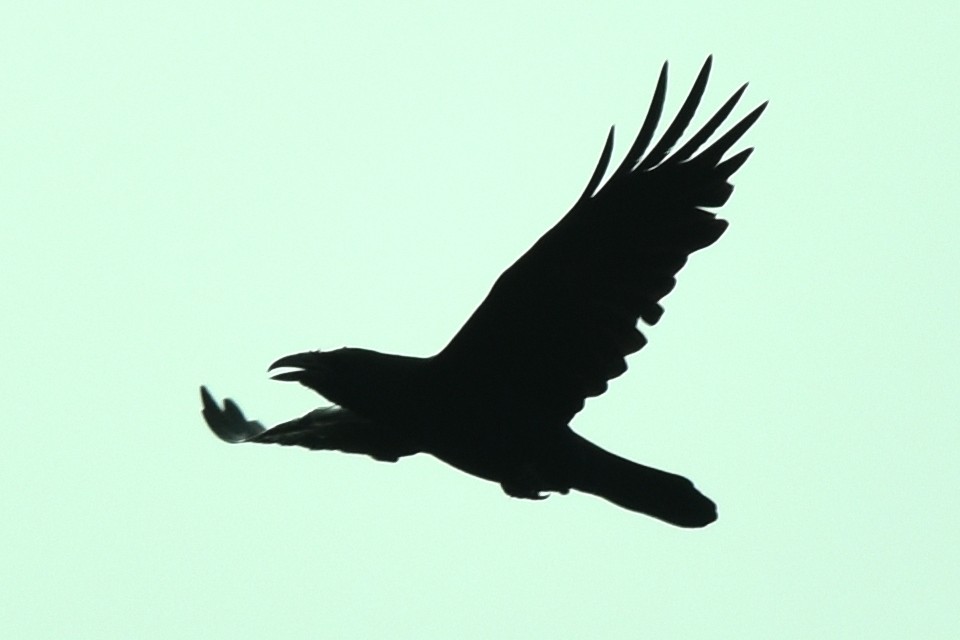 Common Raven - ML322583681