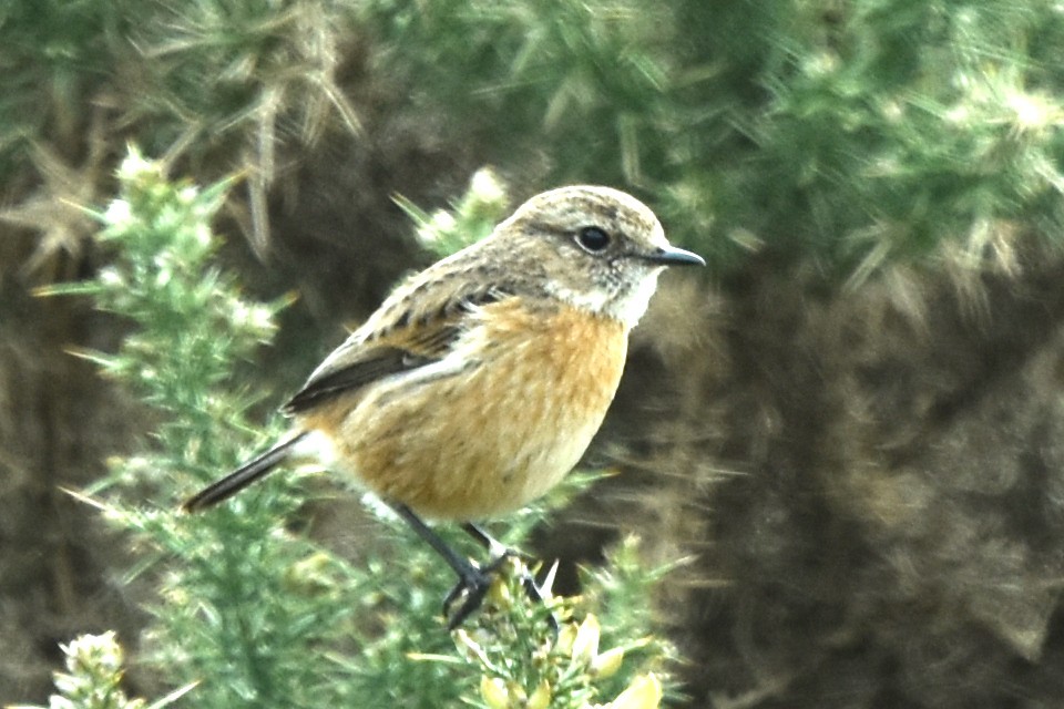 European Stonechat - ML322583801