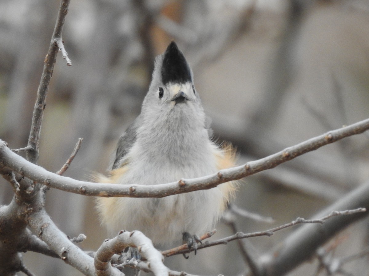 Black-crested Titmouse - ML322583841