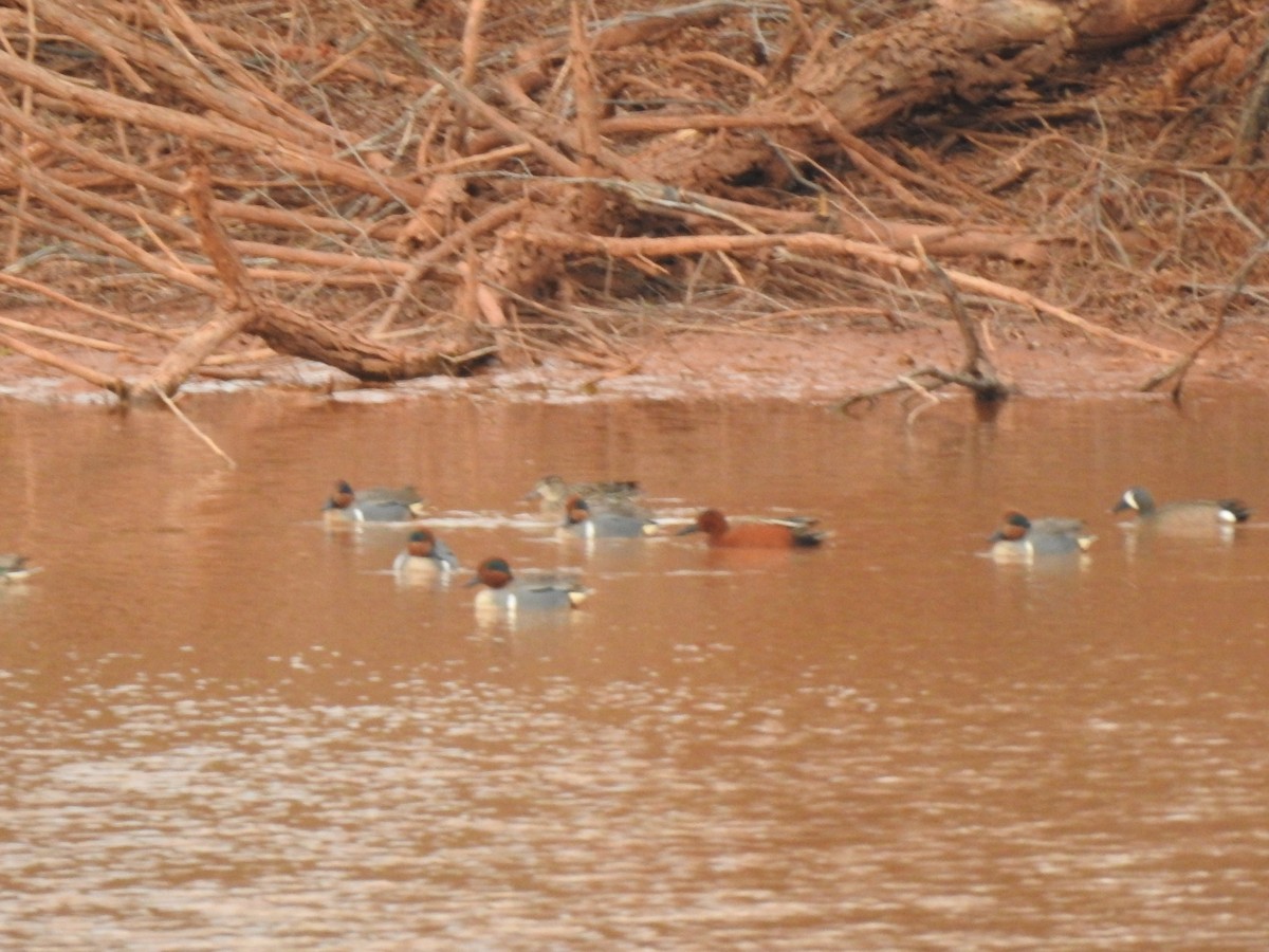 Green-winged Teal - ML322583941