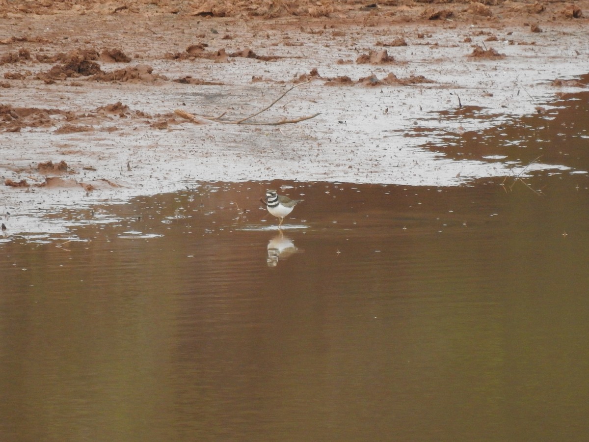 Killdeer - Kevin Long