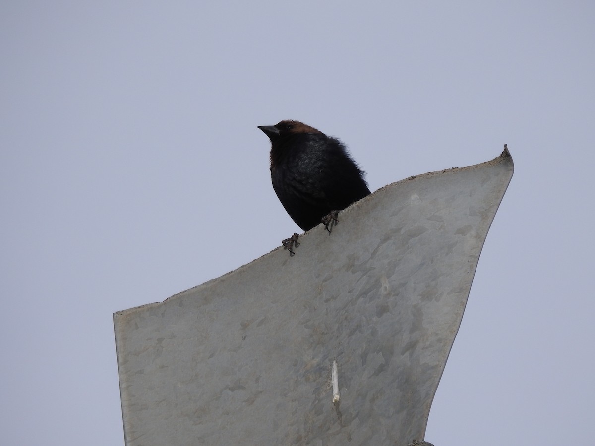 Brown-headed Cowbird - ML322584831