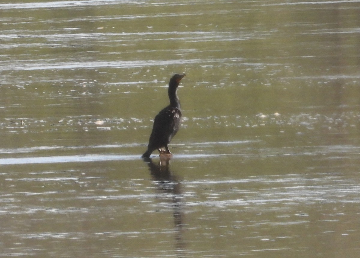 Cormoran à aigrettes - ML322585351