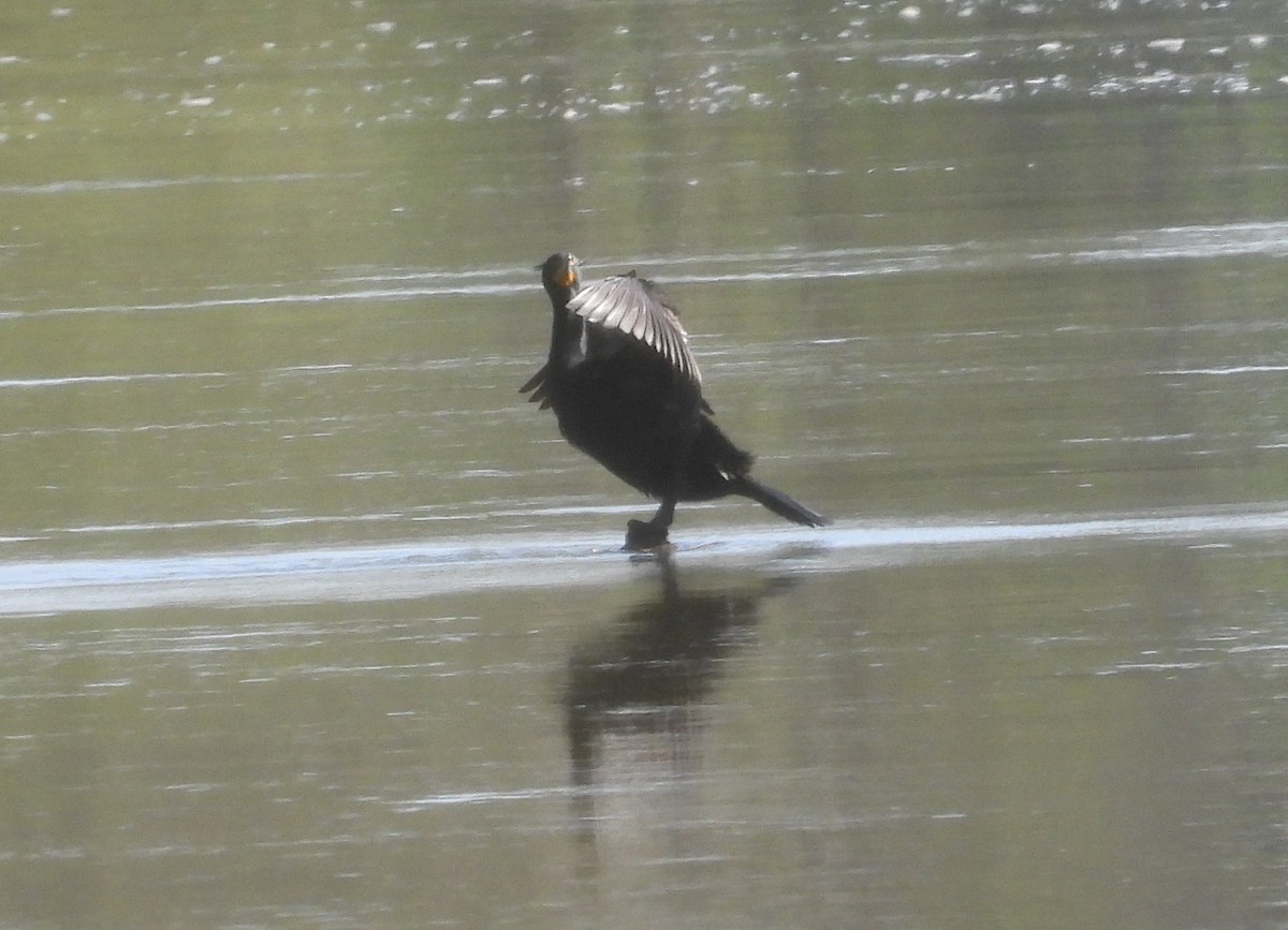 Cormoran à aigrettes - ML322585361