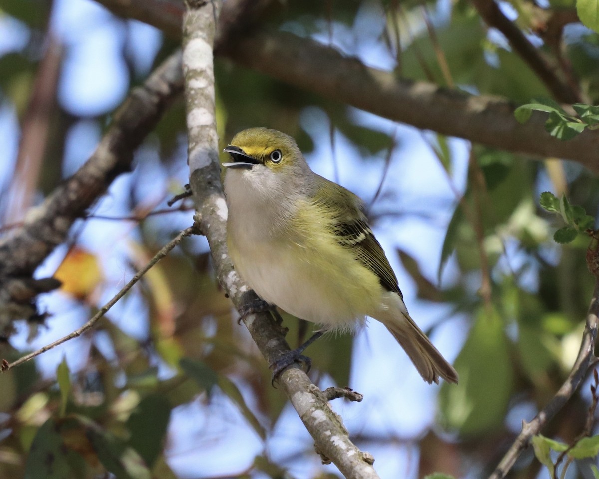 White-eyed Vireo - ML322585721