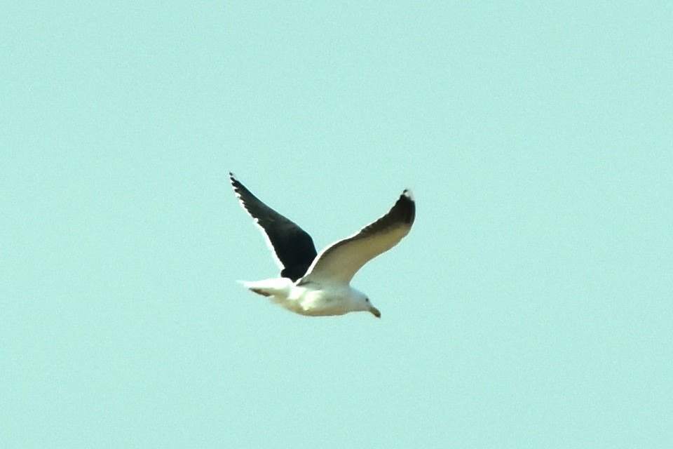 Great Black-backed Gull - ML322587271