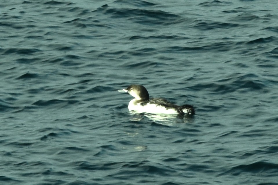 Common Loon - ML322587331