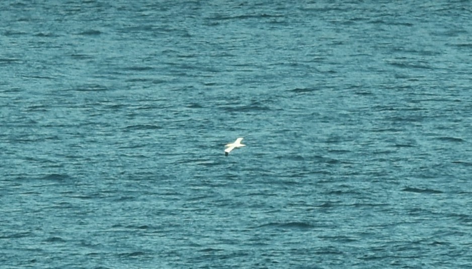 Northern Gannet - ML322587391