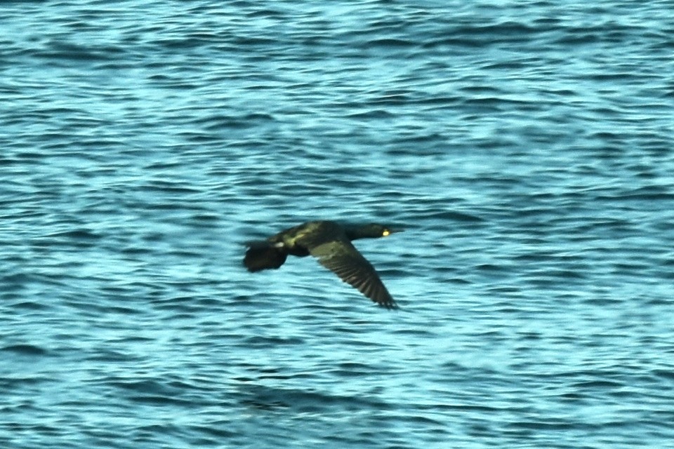 Cormoran huppé - ML322587461