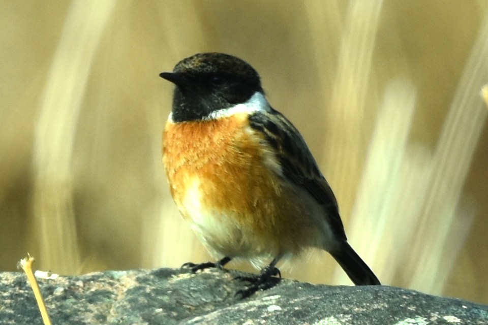 European Stonechat - ML322587601