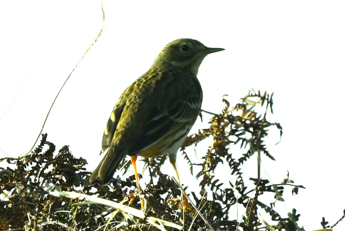 Meadow Pipit - ML322587681