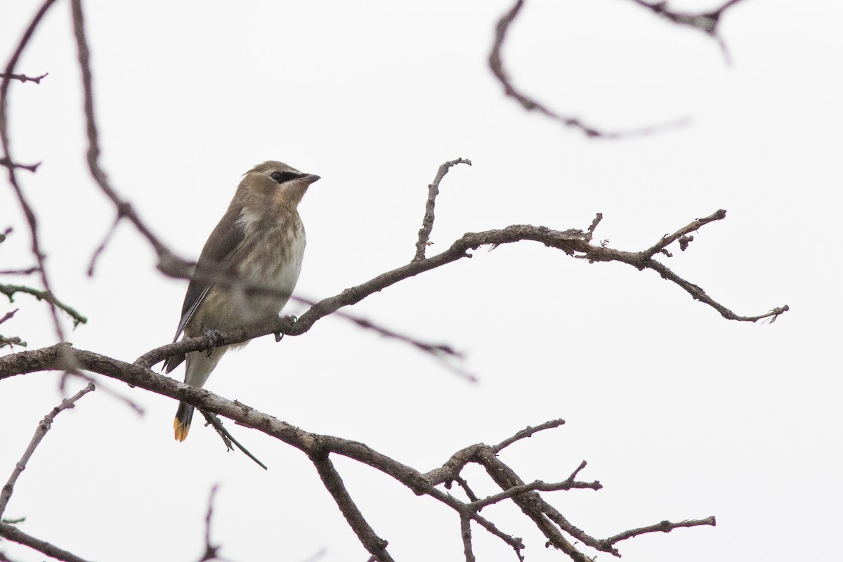 Cedar Waxwing - ML32258771