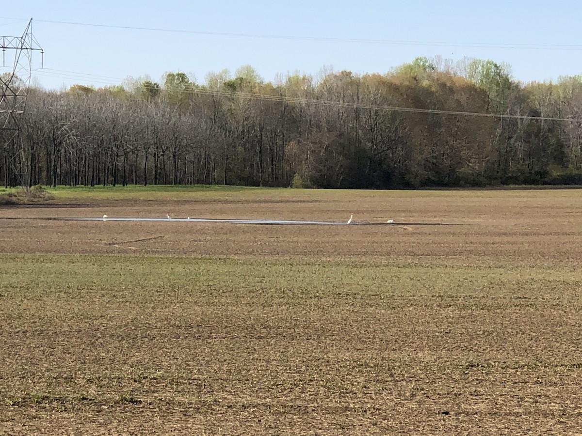 Great Egret - ML322588121
