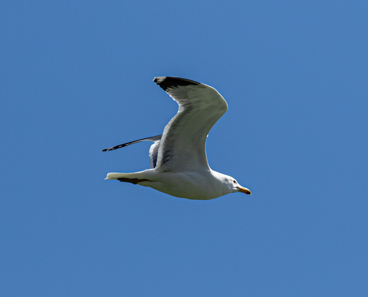 California Gull - ML322589511