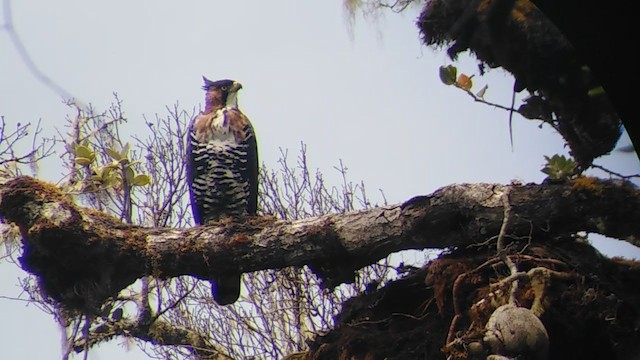 Ornate Hawk-Eagle - ML322589611