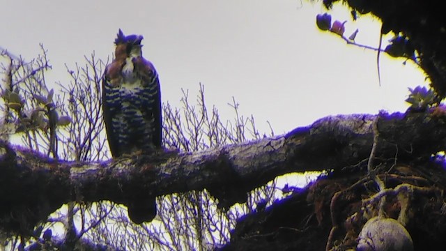 Ornate Hawk-Eagle - ML322589821