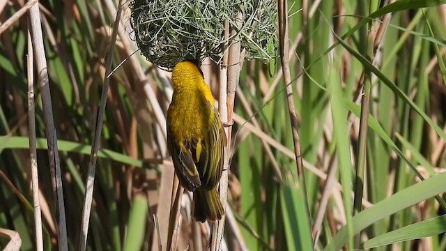 Black-headed Weaver - ML322590391