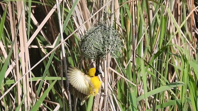 Black-headed Weaver - ML322590541