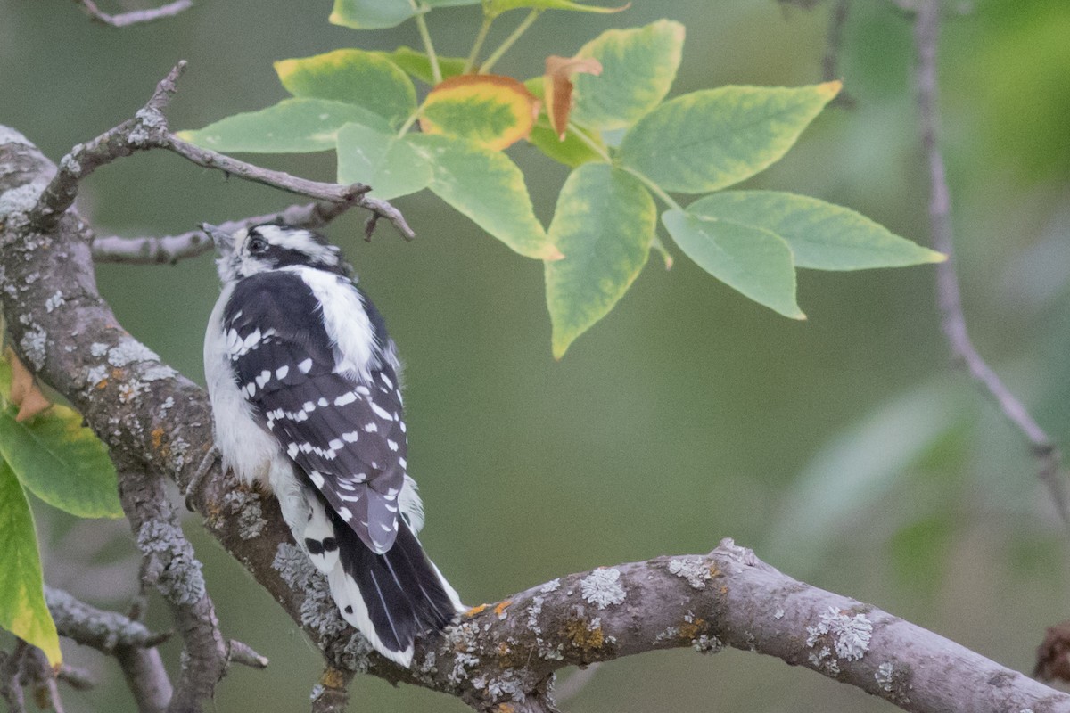 Yumuşak Tüylü Ağaçkakan (leucurus/glacialis) - ML32259111