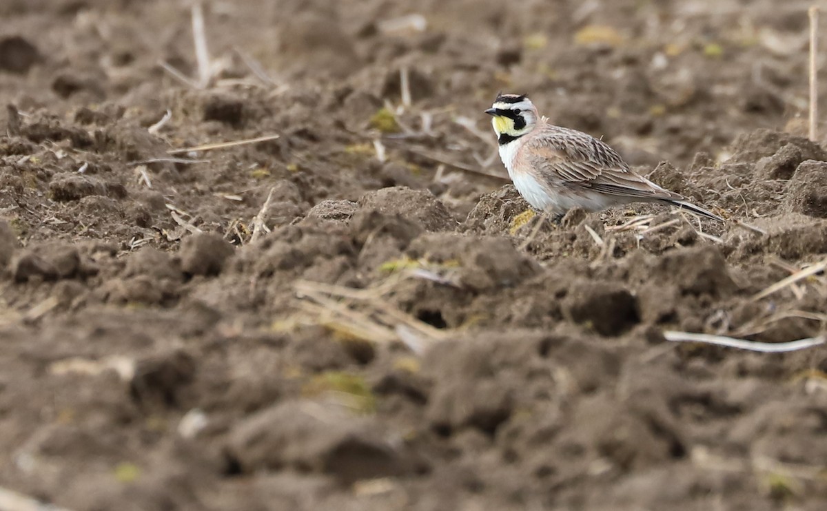 Horned Lark - Rob Bielawski