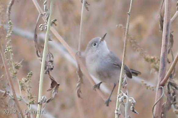 Blue-gray Gnatcatcher - ML322591981