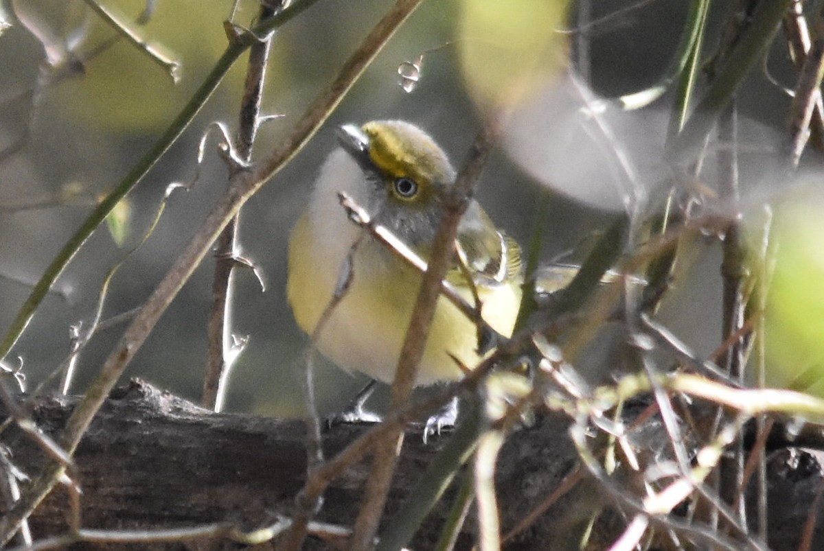 White-eyed Vireo - ML322592391