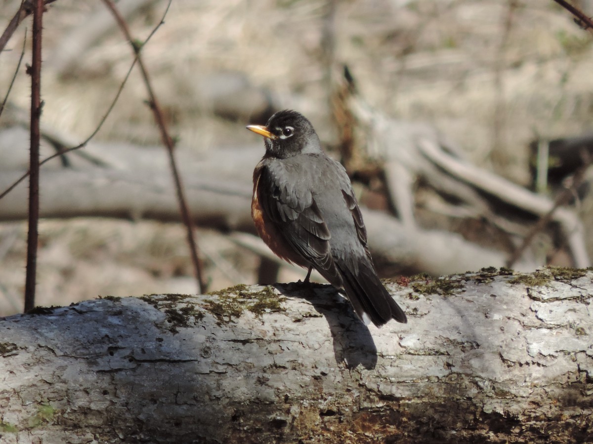 American Robin - ML322594761