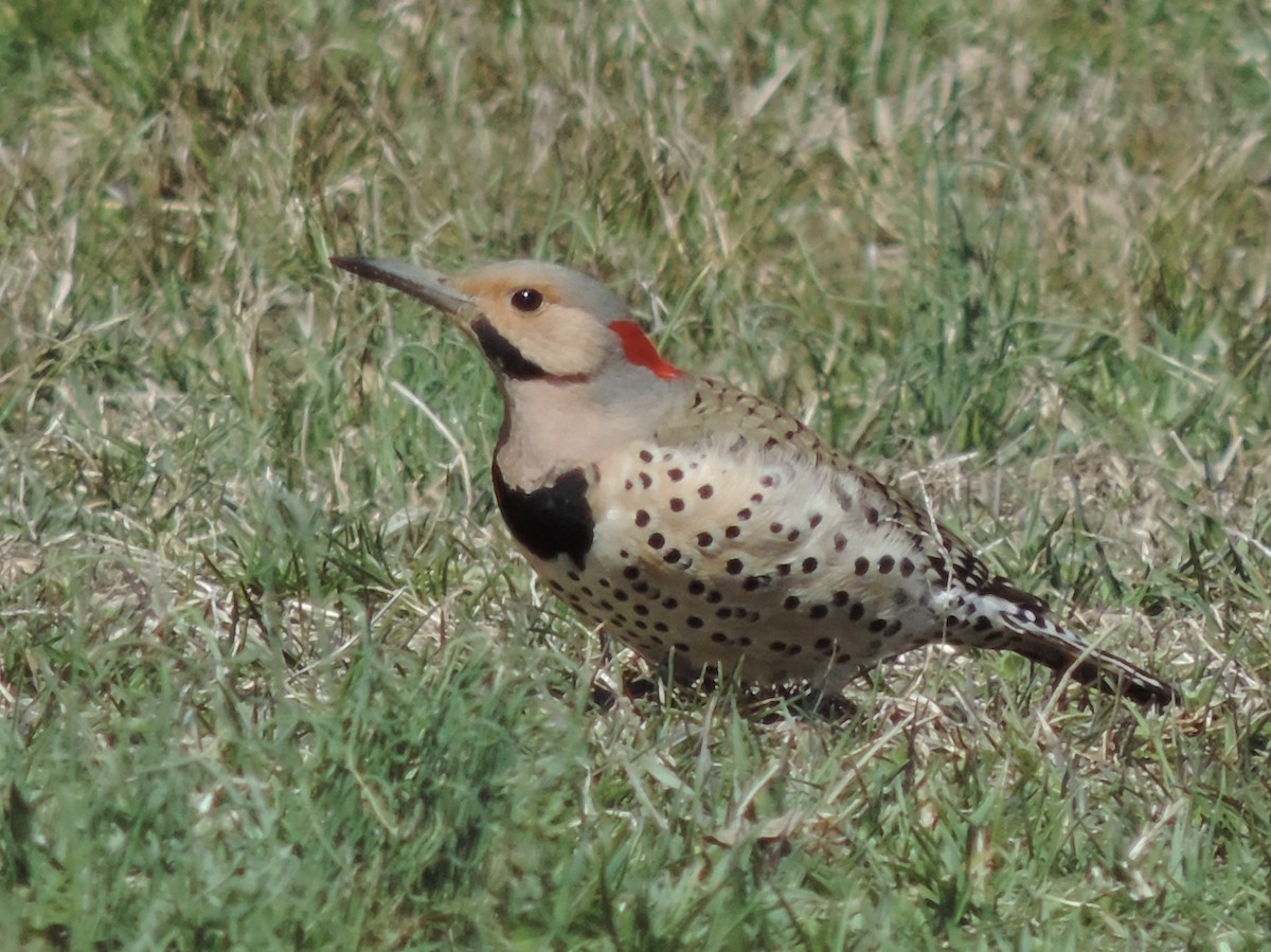 Northern Flicker - ML322594851