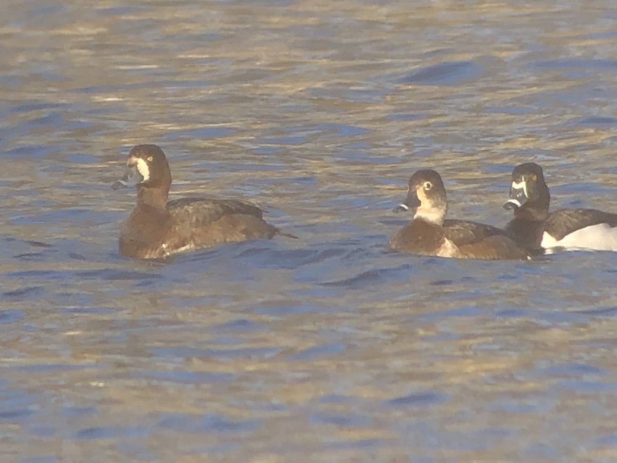 Ring-necked Duck - ML322598211