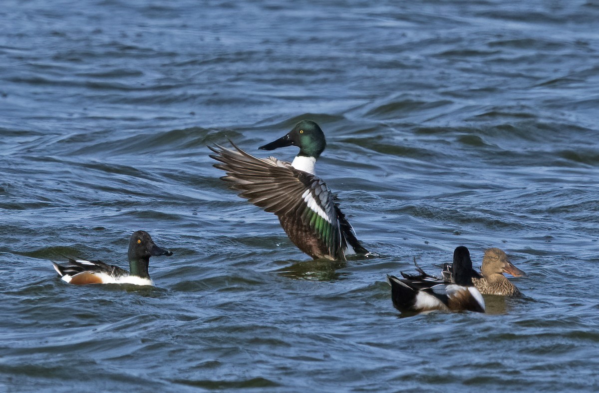 Northern Shoveler - Mark  Herbert