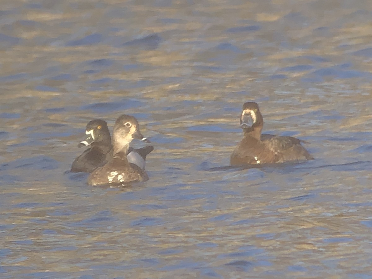 Greater Scaup - ML322598461