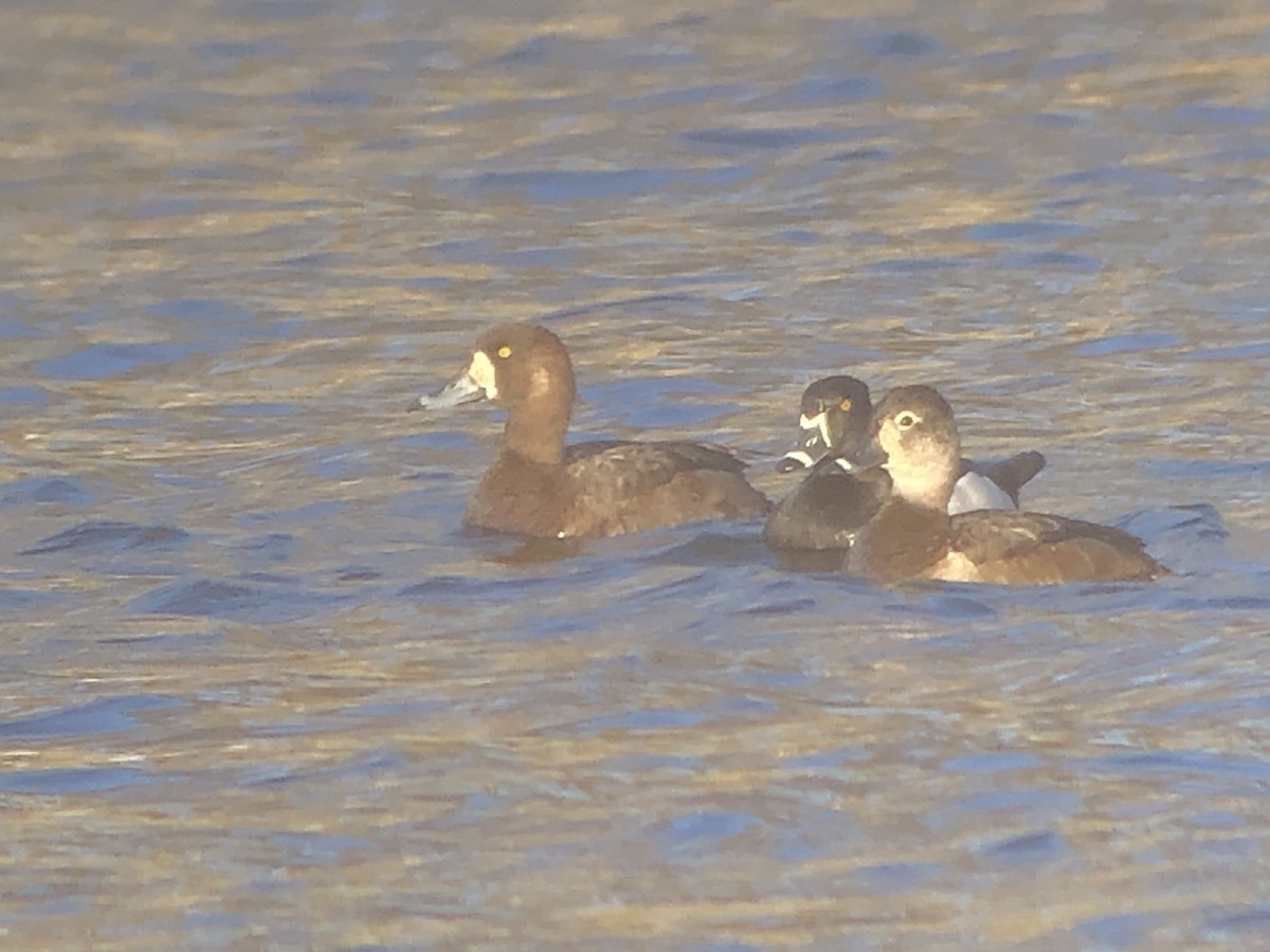 Greater Scaup - ML322598471