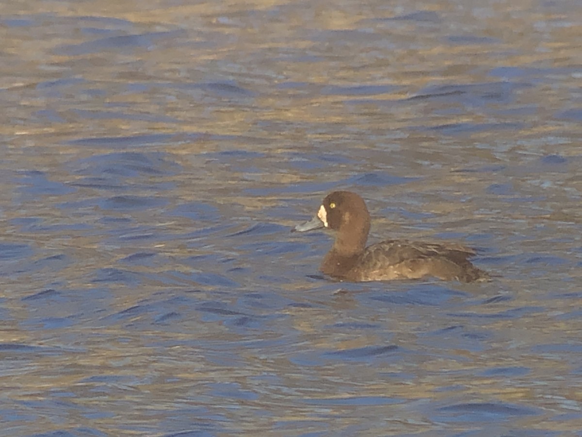 Greater Scaup - ML322598481