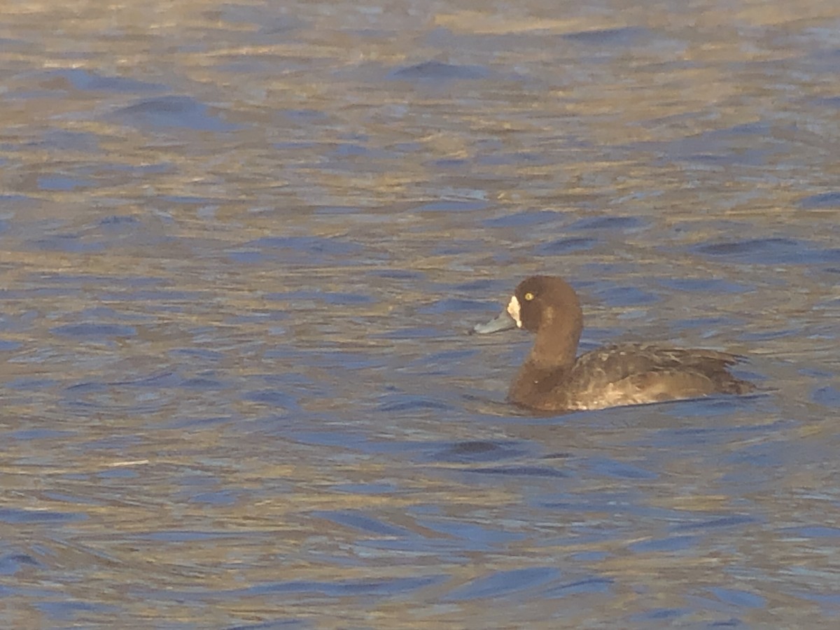 Greater Scaup - ML322598491