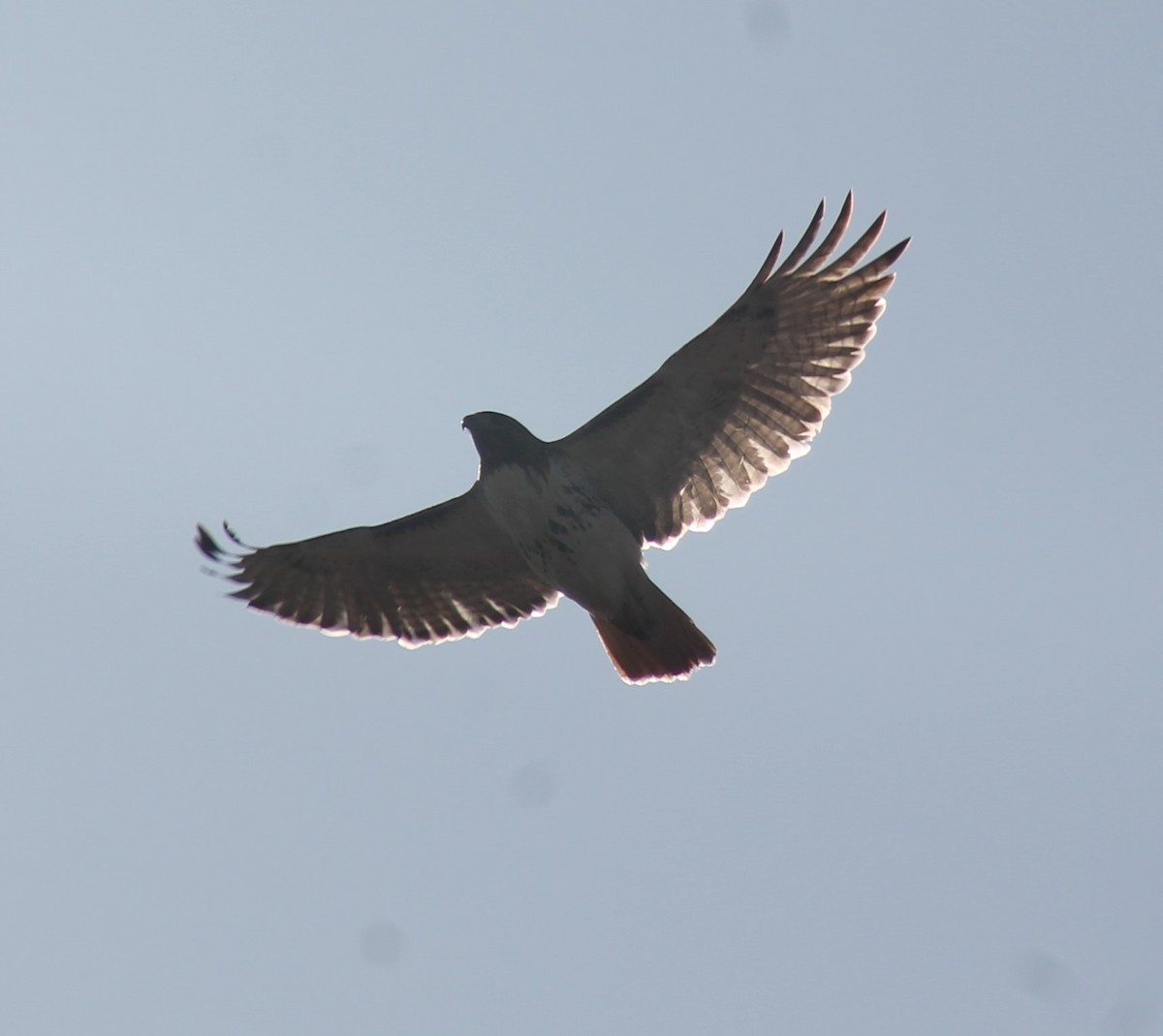 Red-tailed Hawk - ML322598711