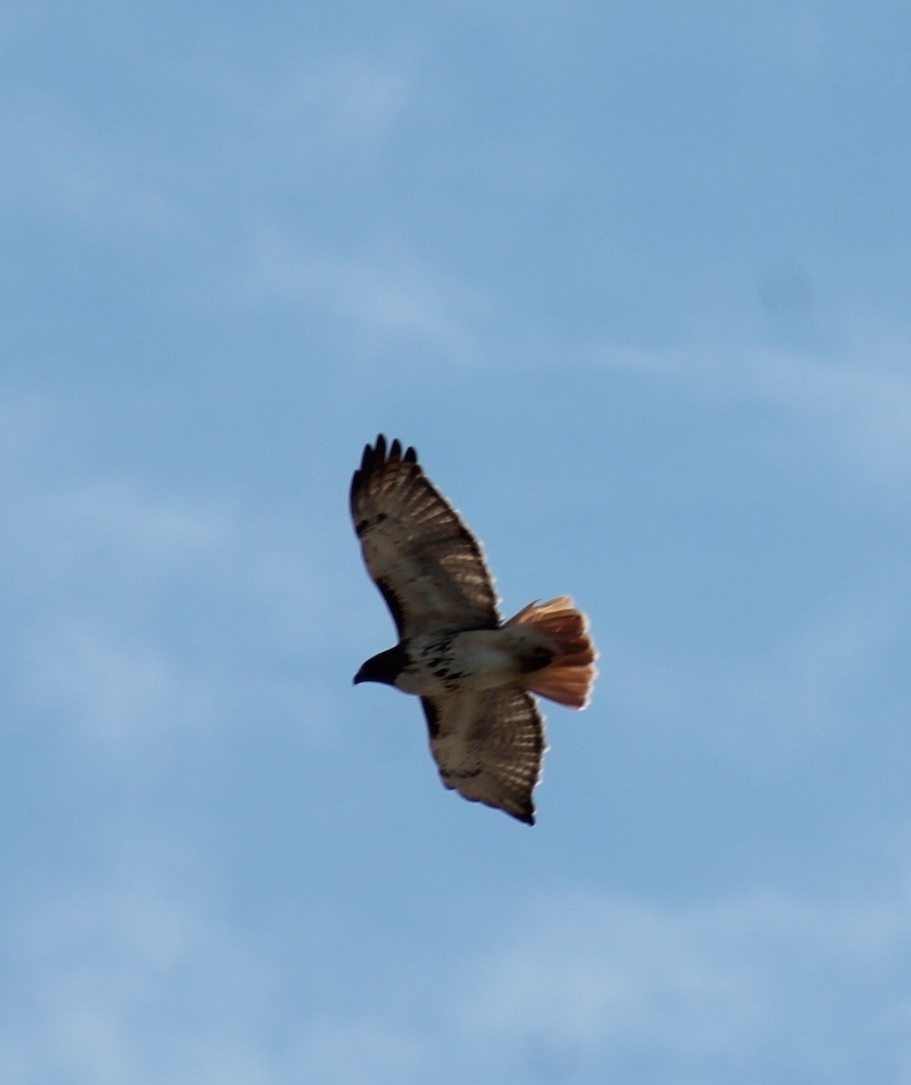 Red-tailed Hawk - ML322598721