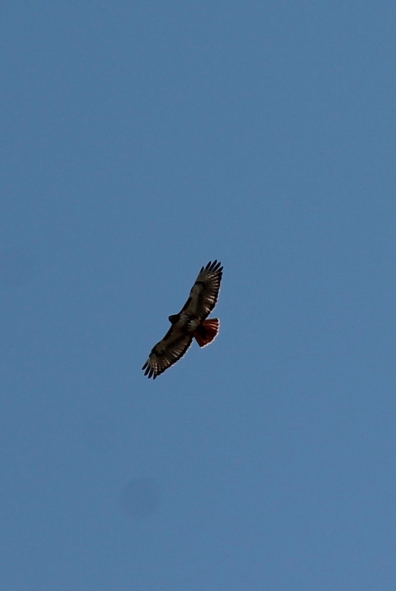 Red-tailed Hawk - Ed Burgess
