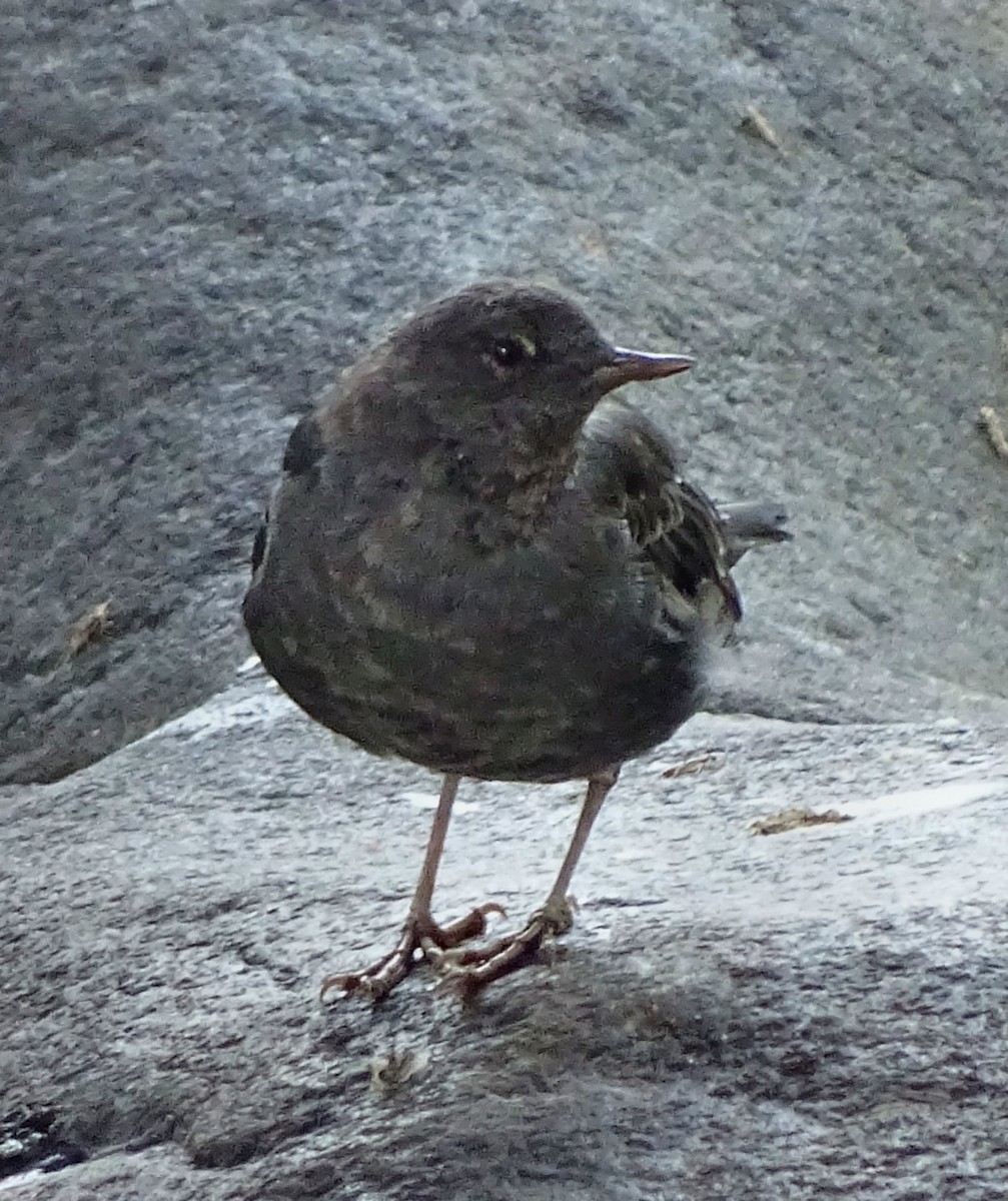 American Dipper - Diane Rose