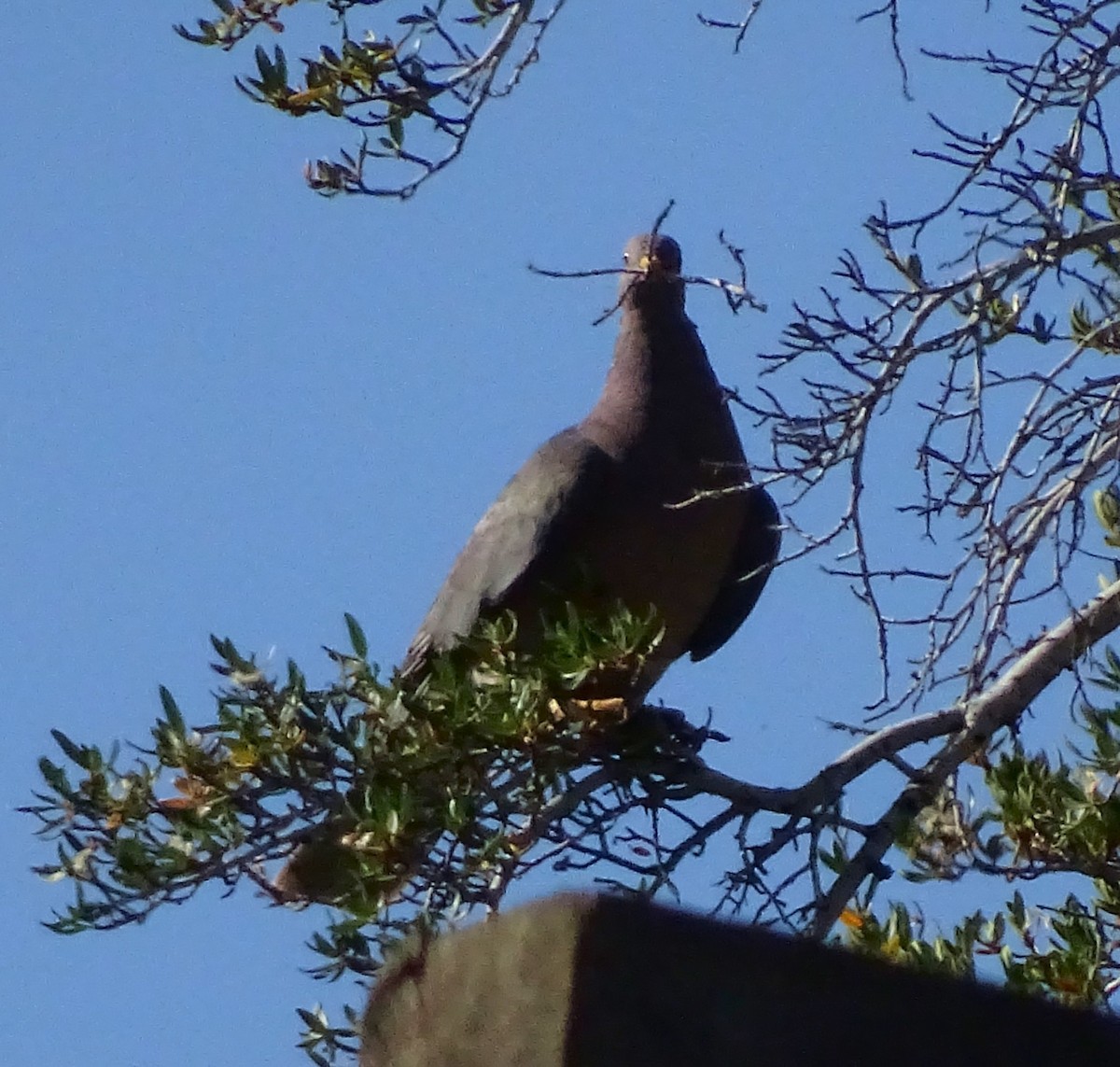 Band-tailed Pigeon - ML32260011