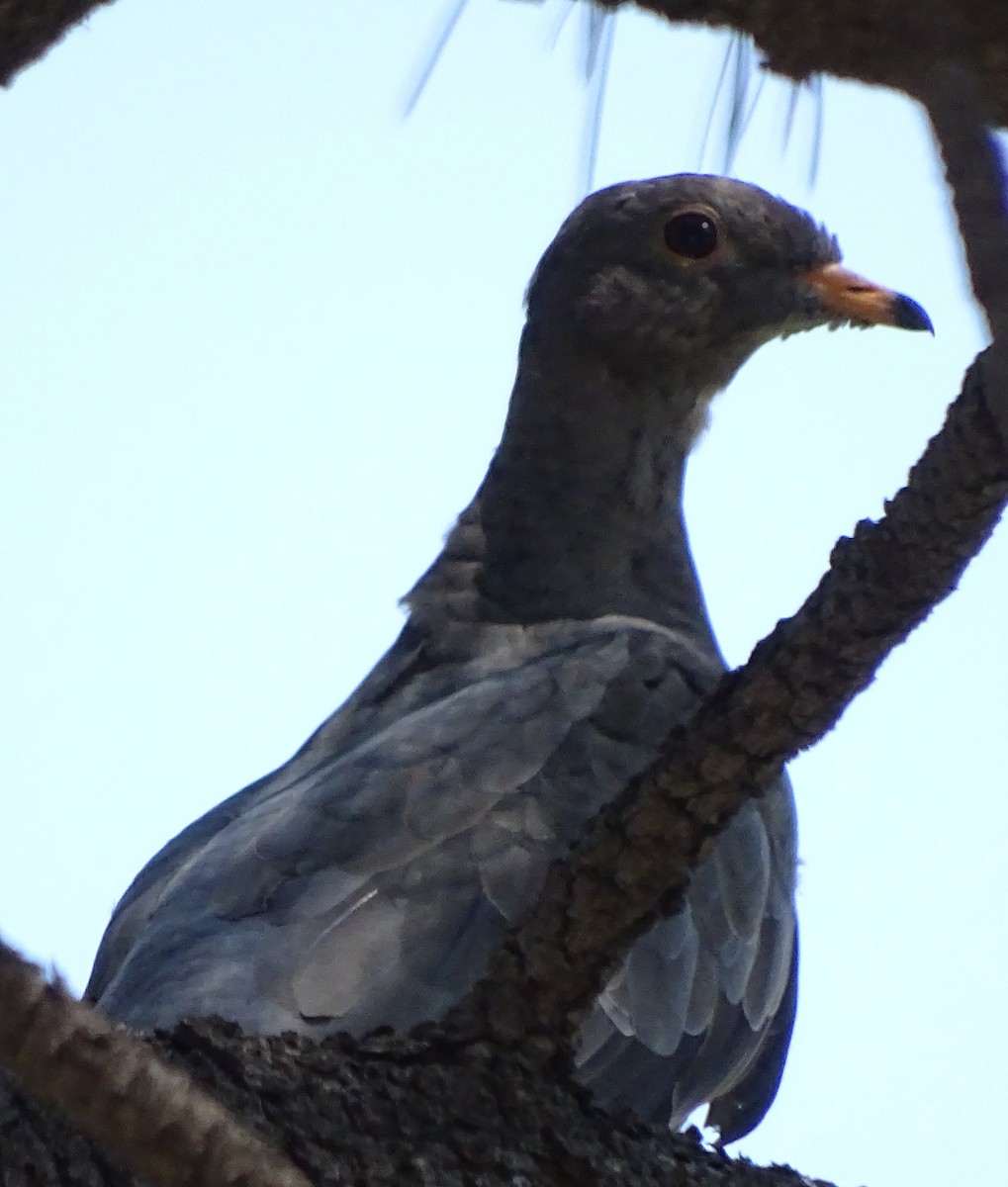 Band-tailed Pigeon - ML32260071