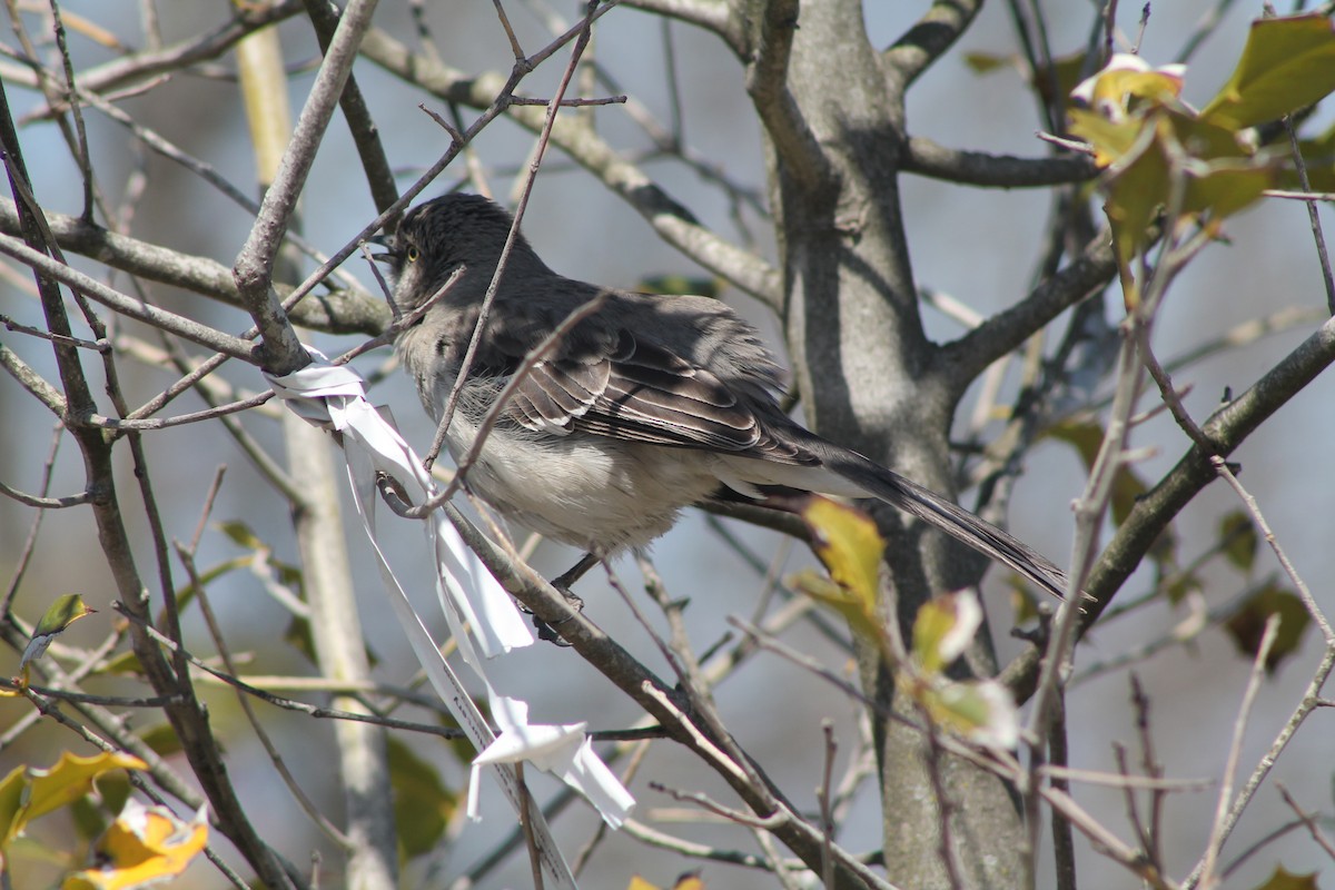 Northern Mockingbird - Ryan Felton