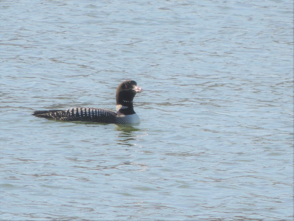 Common Loon - ML322601001