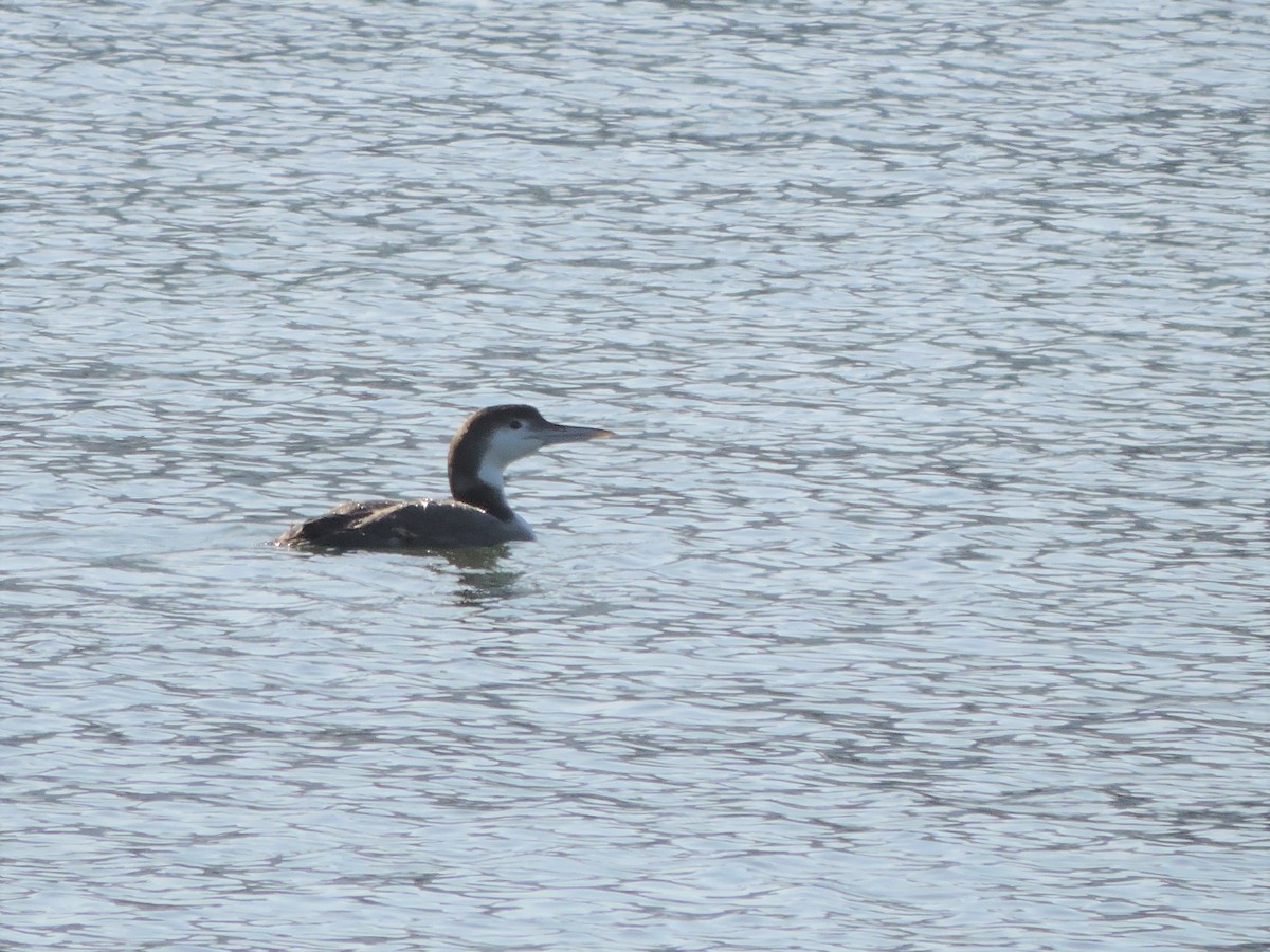 Common Loon - ML322601031