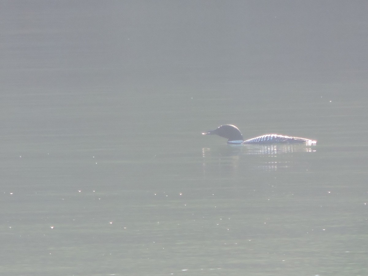 Common Loon - ML322601051