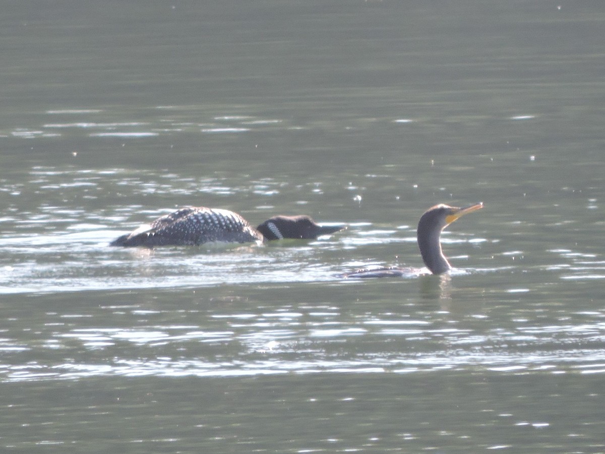 Common Loon - ML322601201